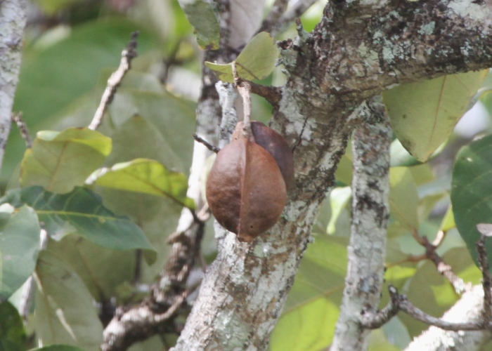 Australian Mangroves - Malvaceae